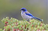 California Scrub-Jayborder=